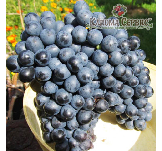 Саженцы винограда сорт Красень, полуупакованный