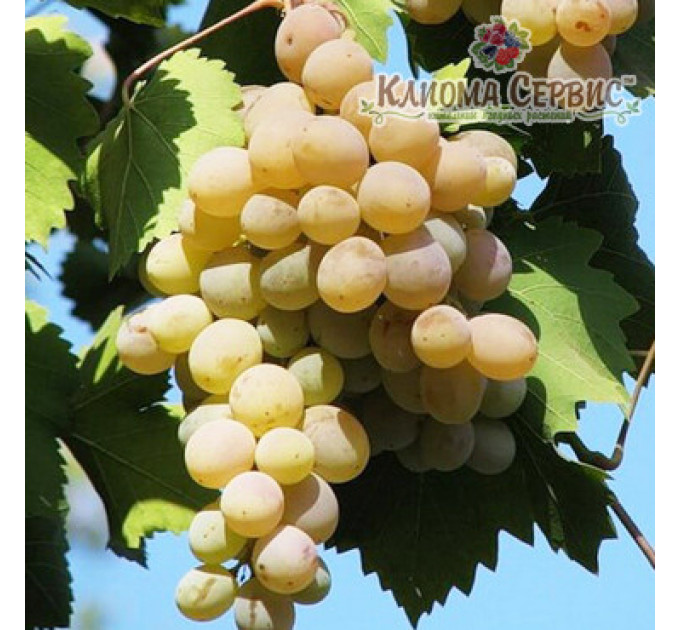 Саджанці винограду сорт Бьянка