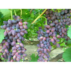 Виноград сорт Красуня