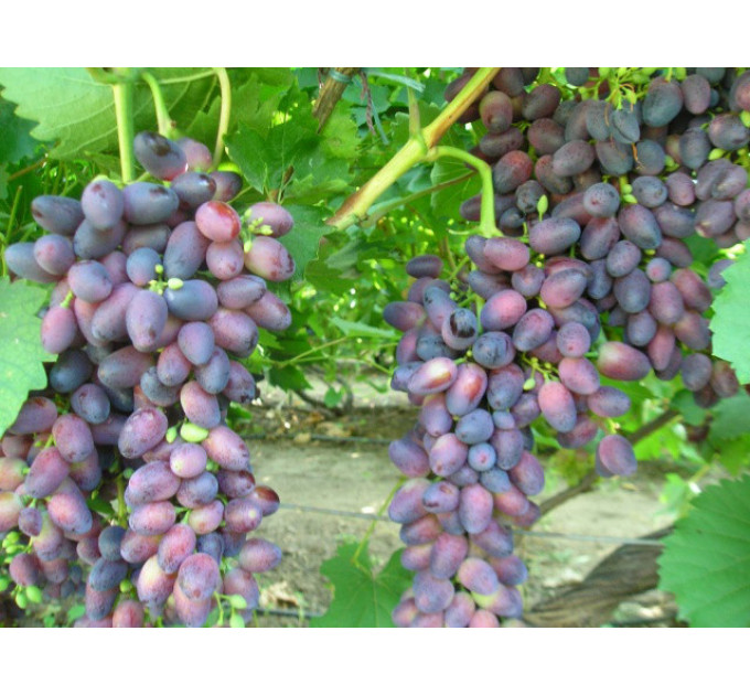 Виноград сорт Красуня