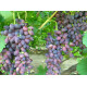 Виноград сорт Красуня
