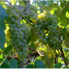 Виноград сорт Сенека пакет 3,5 л