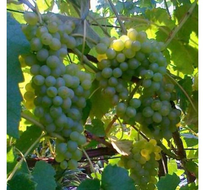 Виноград сорт Сенека пакет 3,5 л