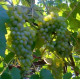 Виноград сорт Сенека пакет 3,5 л