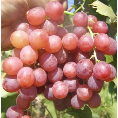 Саджанці винограду сорт Ред Роуз