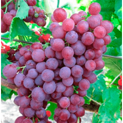 Саженцы винограда сорт Памяти учителя