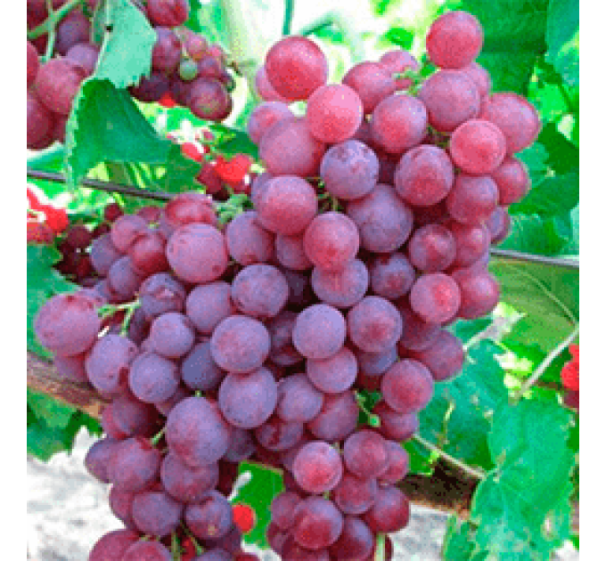 Саженцы винограда сорт Памяти учителя