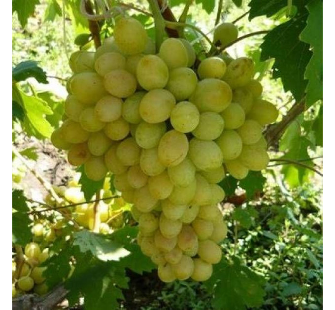 Саджанці винограду сорт Благовіст