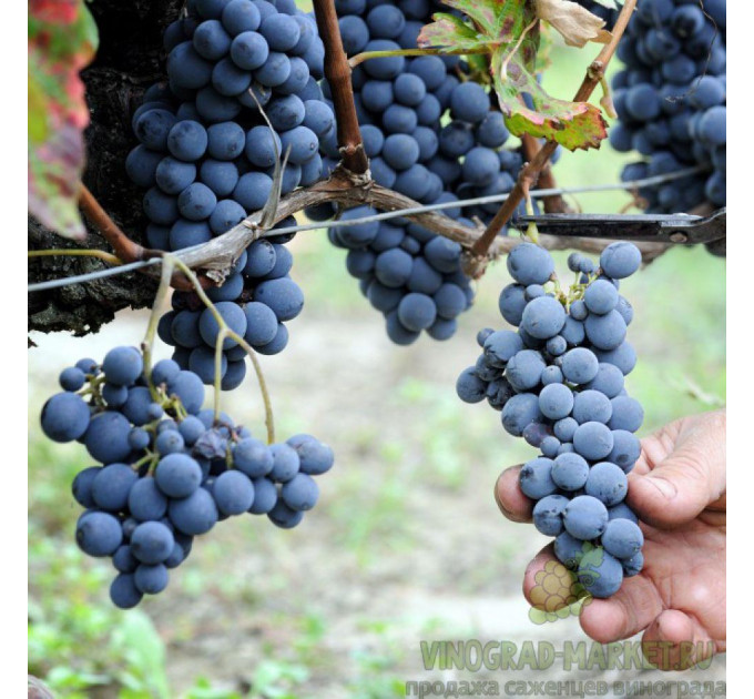 Саджанці винограду сорт Маркетт