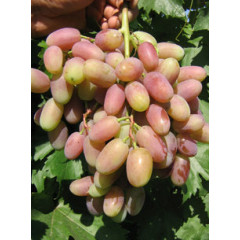 Саджанці винограду сорт Віктор