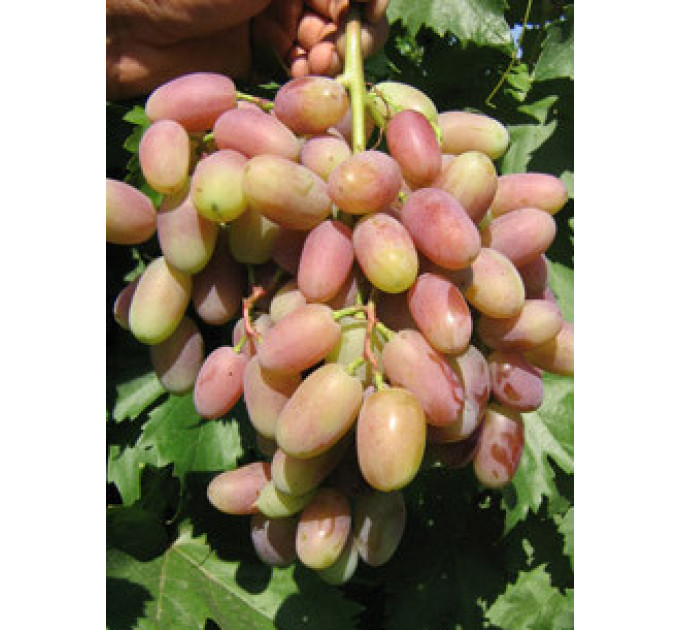 Саджанці винограду сорт Віктор