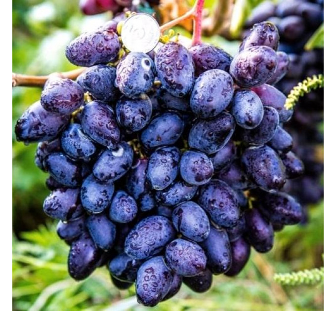 Саженцы винограда сорт Рембо, полуупакованые