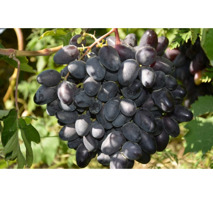 Саженцы винограда сорт Рембо, полуупакованые