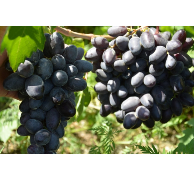 Саженцы винограда сорт Рембо, полуупакованые