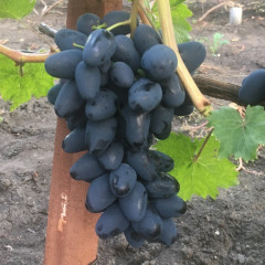 Саджанці винограду сорт Чорний Кристал, напівупакований