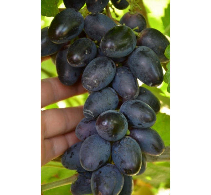 Саджанці винограду сорт Чорний Кристал, напівупакований