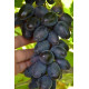 Саджанці винограду сорт Чорний Кристал, напівупакований