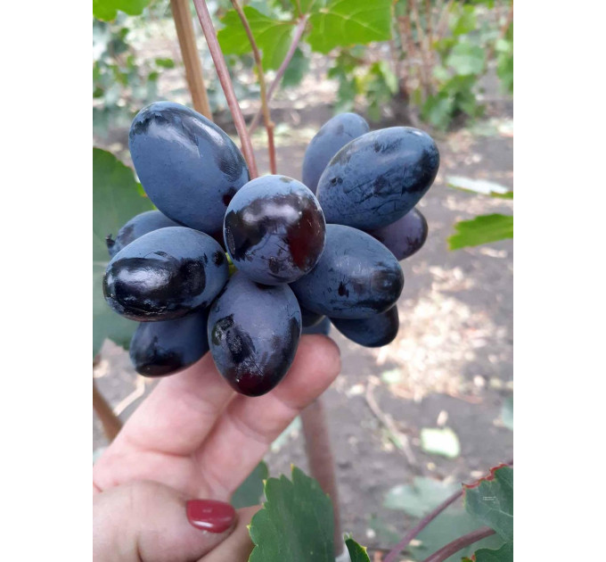 Саджанці винограду сорт Чорний Кристал, напівупакований