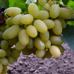 Саженцы винограда сорт Изысканный, полуупакованный