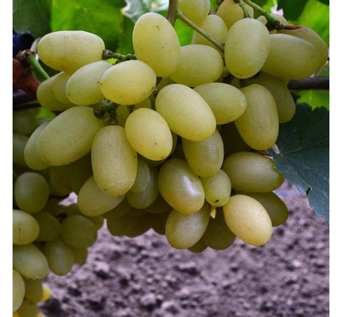 Саженцы винограда сорт Изысканный, полуупакованный