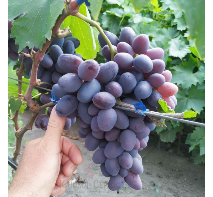 Саженцы винограда сорт Рембо, полуупакованые