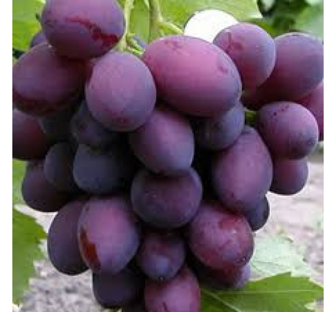 Саженцы винограда сорт Дунав