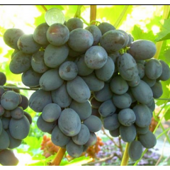 Саджанці винограду сорт "Руслан"