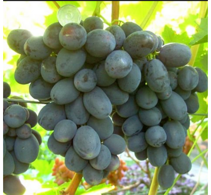 Саджанці винограду сорт "Руслан"