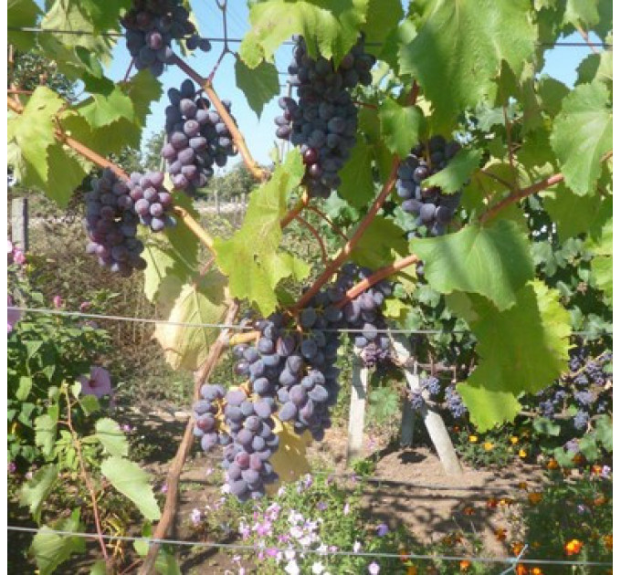 Саженцы винограда кишмыш сорт Юпитер, полуупакованный