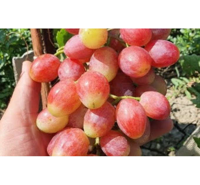 Саженцы винограда сорт Басанти, полуупакованный