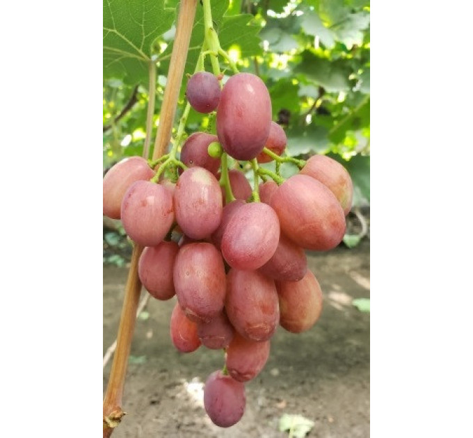 Саженцы винограда сорт Басанти, полуупакованный