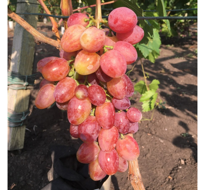 Саженцы винограда сорт Басанти, полуупакованный