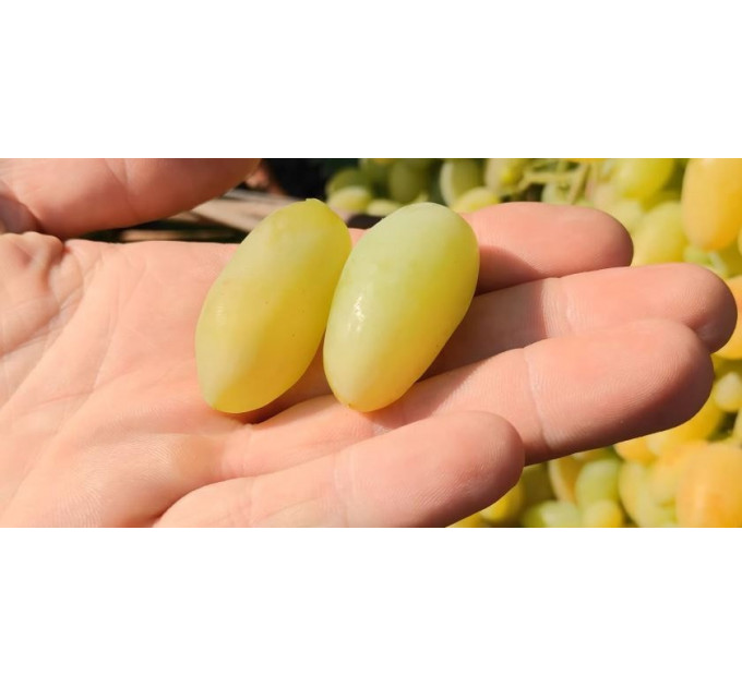 Саджанці винограду сорт Біла акація, 95-100 днів, конт. 1.7 л