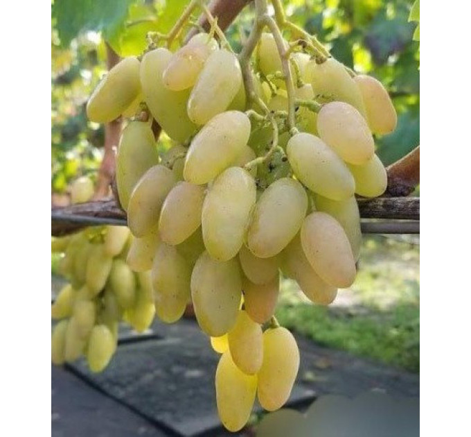 Саджанці винограду сорт Біла акація, 95-100 днів, конт. 1.7 л