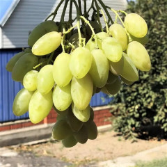 Саженцы винограда сорт Белая акация, 95-100 дней, конт. 1.7 л