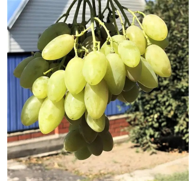 Саджанці винограду сорт Біла акація, 95-100 днів, конт. 1.7 л