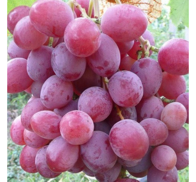 Саженцы винограда сорт Красная роза, 115-125 дней, конт. 1.7 л