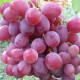 Саженцы винограда сорт Красная роза, 115-125 дней, конт. 1.7 л