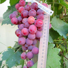 Саженцы винограда сорт Красная роза, 115-125 дней, конт. 1.7 л