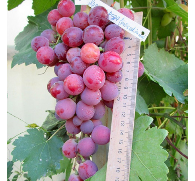 Саженцы винограда сорт Красная роза, 115-125 дней, конт. 1.7 л