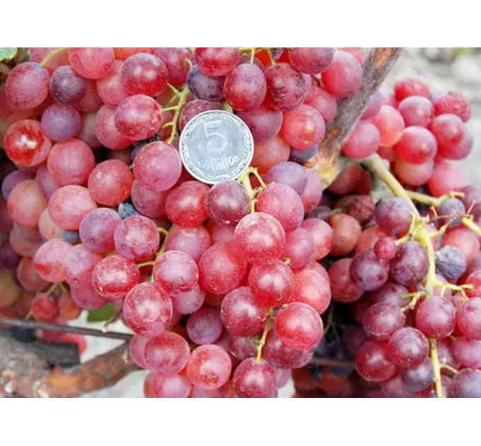 Саженцы винограда сорт Красная роза, 115-125 дней, конт. 1.7 л