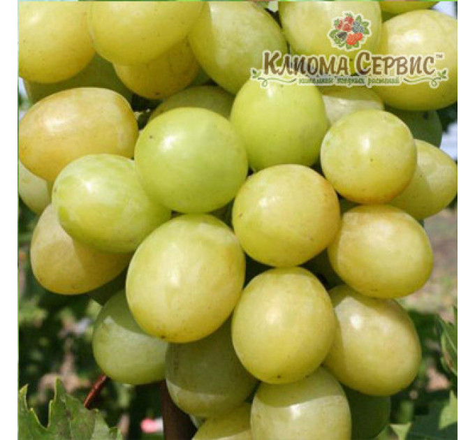 Саджанці винограду сорт Благовіст