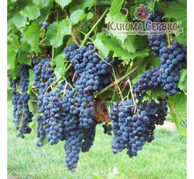 Саджанці винограду сорт Маркетт