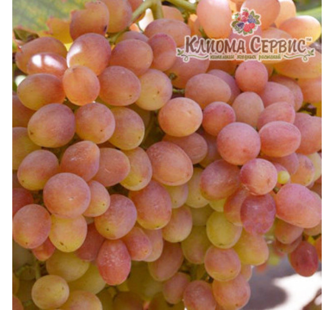 Саженцы винограда сорт Кишмыш Велес, полуупакованный