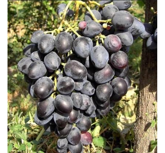 Саджанці винограду сорт Надія АЗОС