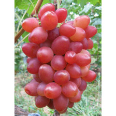 Виноград сорт София