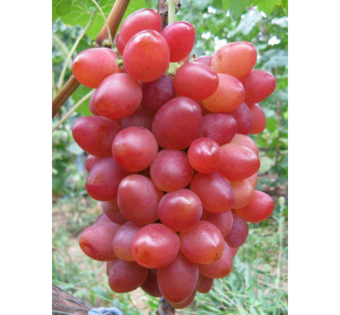 Виноград сорт София