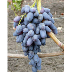Виноград сорт Пам'яті Нигруля