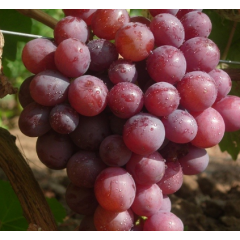 Саджанці винограду сорт Арлекін