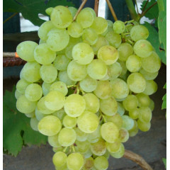 Саджанці винограду сорт Русбол